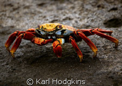 Colourful crab! by Karl Hodgkins 